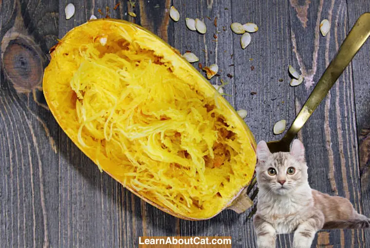 Can Cats Eat Spaghetti Squash