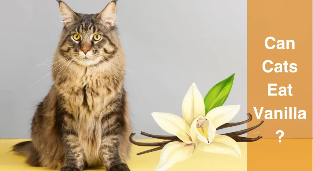 Can Cats Eat Vanilla? Everything You Need to Know Before Feeding Your