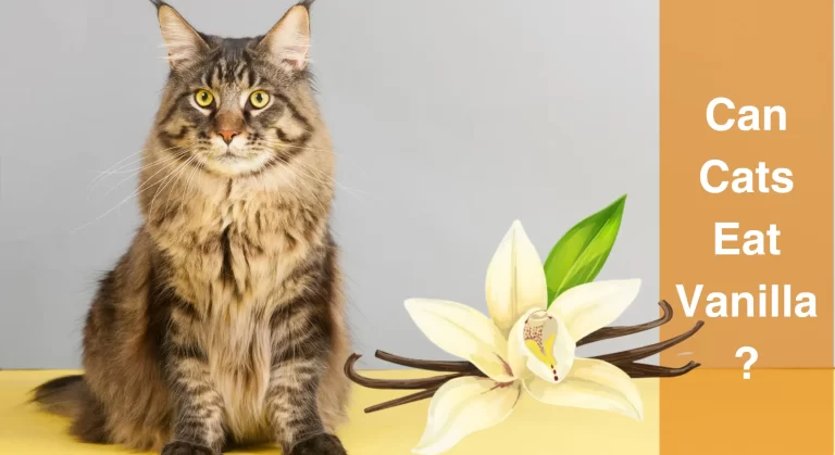 Can Cats Eat Vanilla? Everything You Need to Know Before Feeding Your Furry Friend
