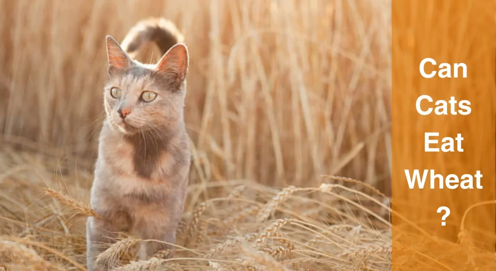 Can Cats Eat Wheat? What Every Cat Owner Should Know LearnAboutCat
