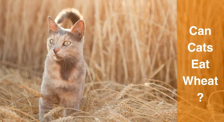 Can Cats Eat Wheat? What Every Cat Owner Should Know