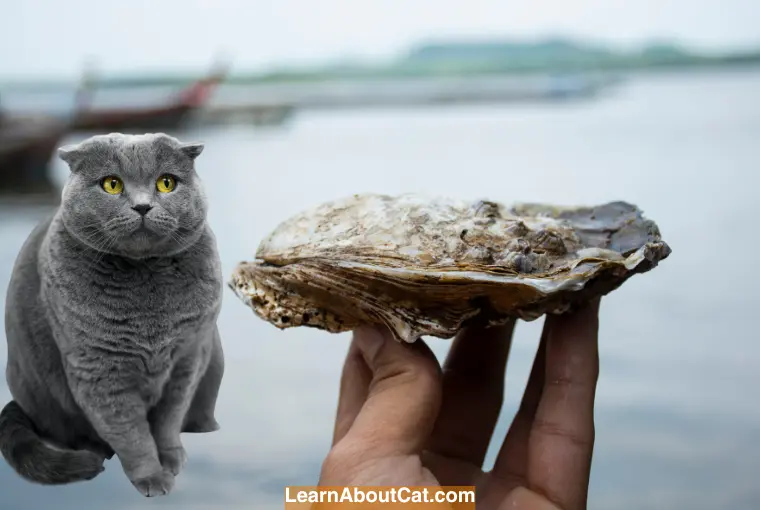 Can Cats Have Oysters