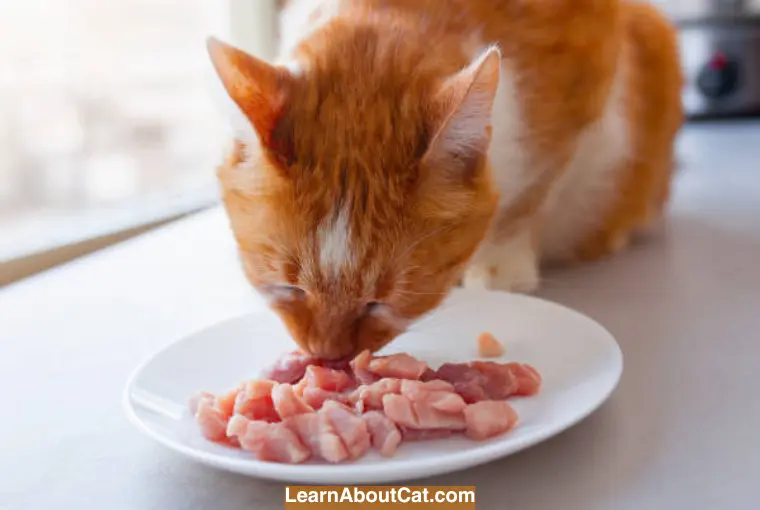 Can Cats Have Pork
