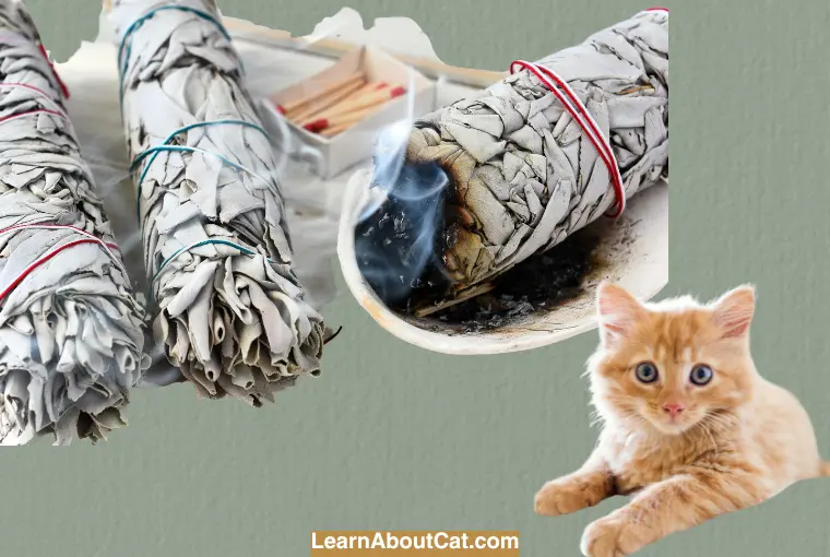 Can I Burn Sage Around My Cat-Is Burning Sage Safe for Cats