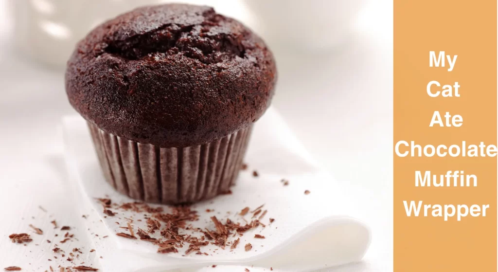 My Cat Ate Chocolate Muffin Wrapper What Should I Do? LearnAboutCat