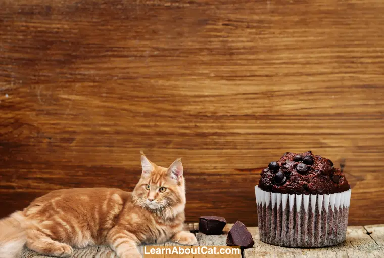 Cat Ate a Chocolate Muffin Wrapper