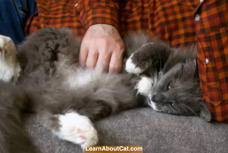 Cat Sleeping Positions When Sick And What They Mean