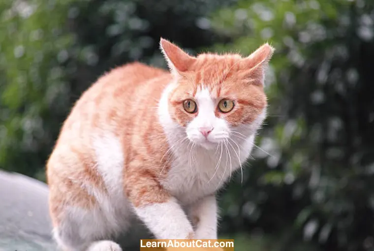 Cat Walking Weird On Its Back Legs