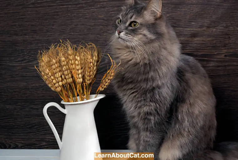 Do Cats Need Wheat