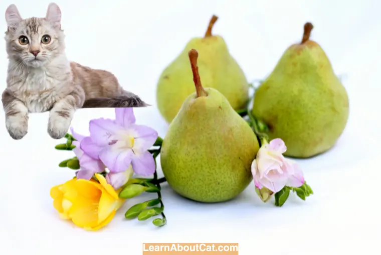 Health Benefits of Pears for Cats