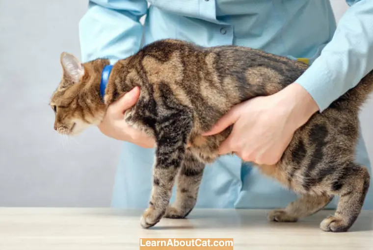 How Can I Tell If My Cat is in Pain When Walking