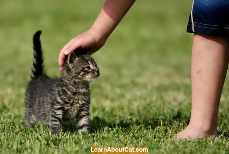 How Do You Teach a Cat to Go Outdoor and Return