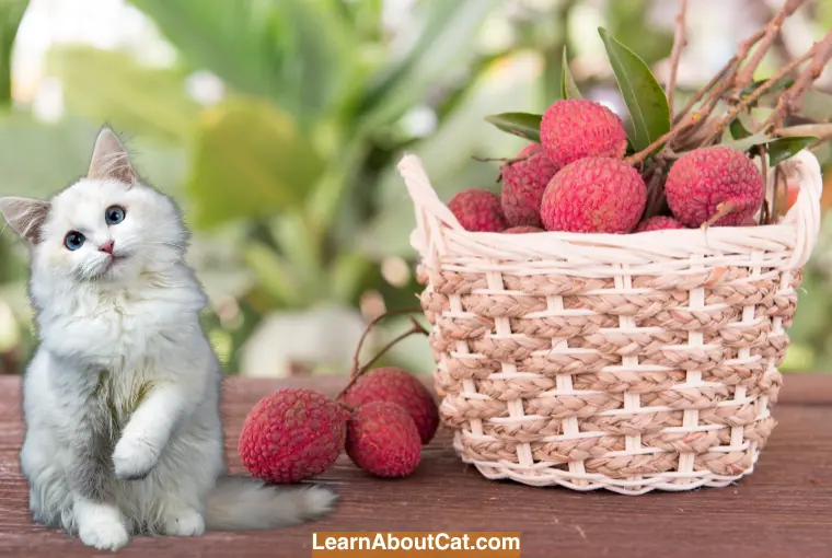 How Lychees Can Benefit Cats