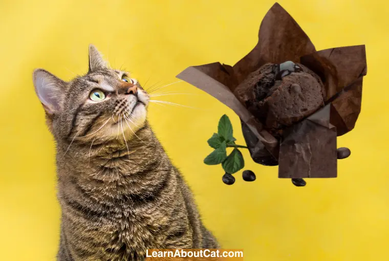 Cat Ate Chocolate Muffin Wrapper