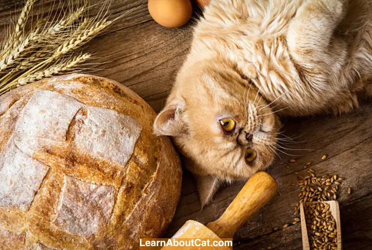 How to Tell If Your Cat Has a Wheat Allergy