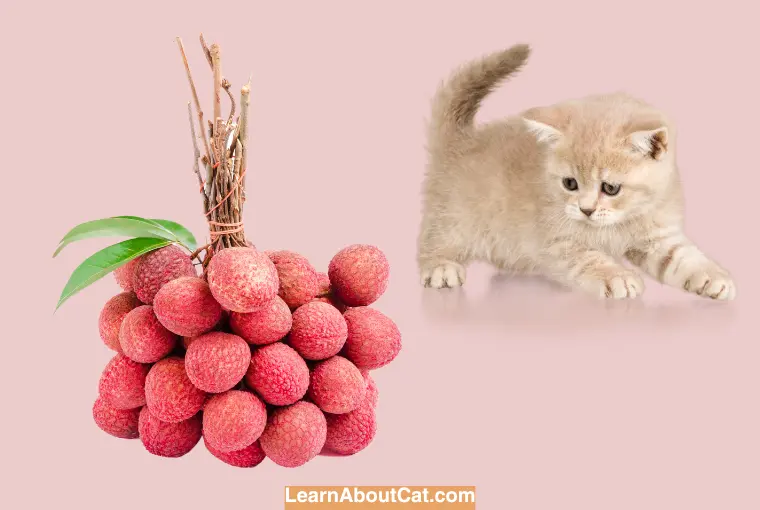 Is Lychee Safe for Cats