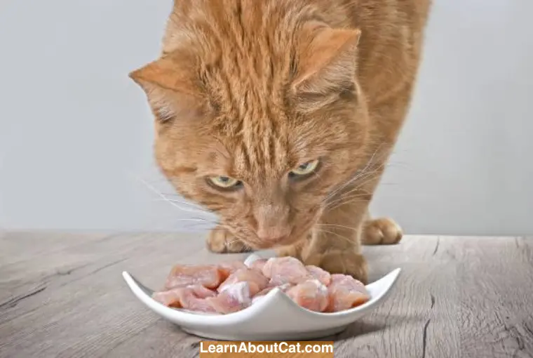 Is Pork Good for Cats