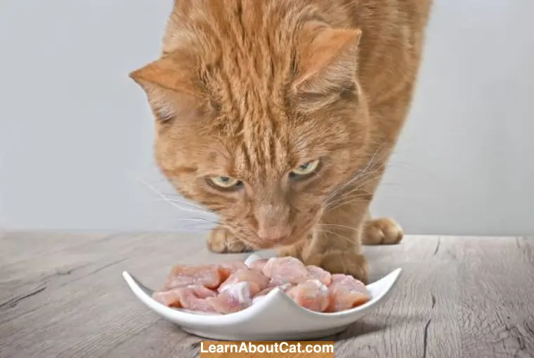 Can Cats Eat Pork Exploring The Health Benefits And Risks Of Feeding 