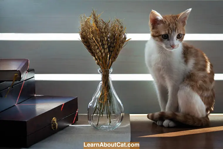 Is Wheat Beneficial to Cats