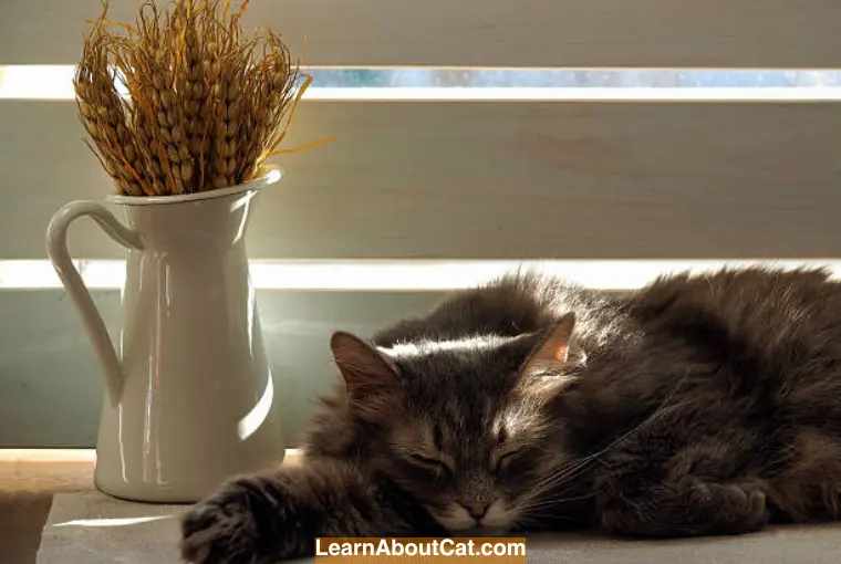 Can Cats Eat Wheat What Every Cat Owner Should Know LearnAboutCat