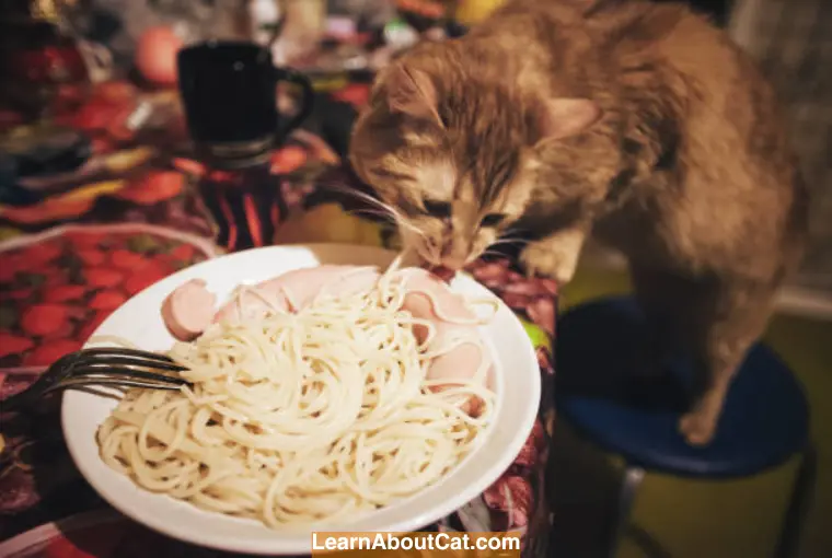 Is it Safe for Cats to Eat Spaghetti