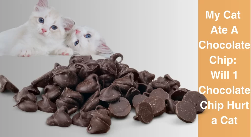 my-cat-ate-a-chocolate-chip-will-1-chocolate-chip-hurt-a-cat