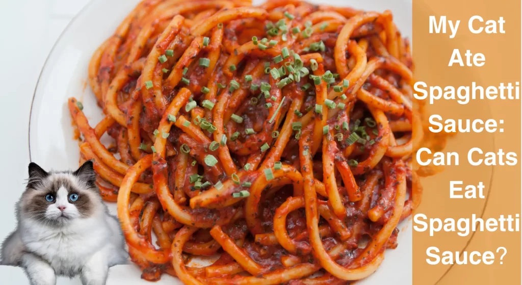 My Cat Ate Spaghetti Sauce Can Cats Eat Spaghetti Sauce LearnAboutCat