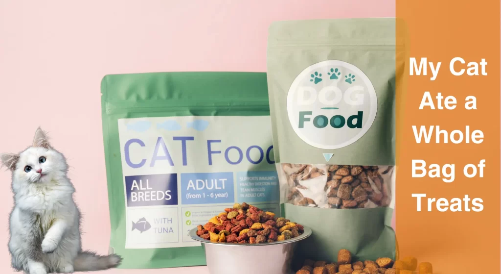 My Cat Ate a Whole Bag of Treats What Should I Do? [Answered