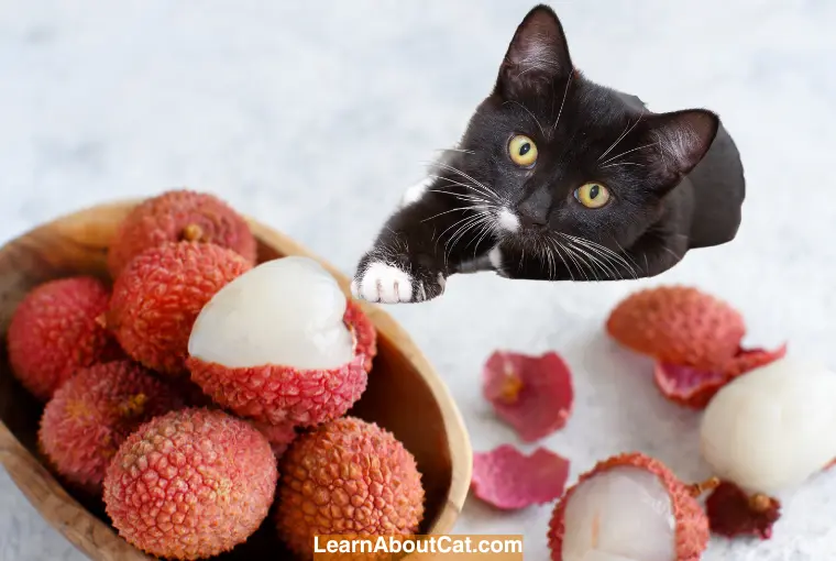 Potential Dangers of Lychees for Cats