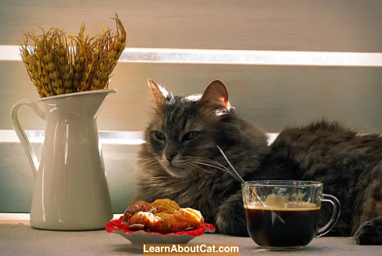 Risks of Feeding Wheat to Cats
