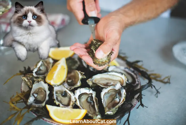 What Happens if a Cat Eats an Oyster