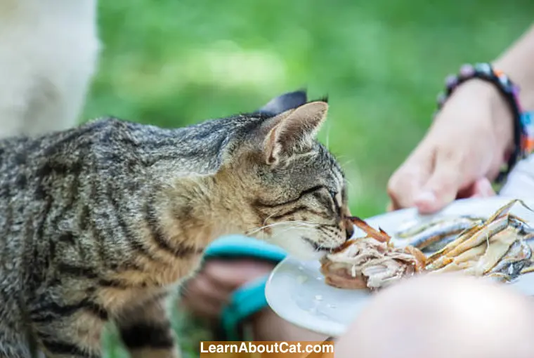What Seafood Can Cats Eat