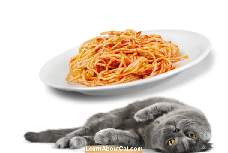 What Should I Do if My Cat Ate Spaghetti Sauce