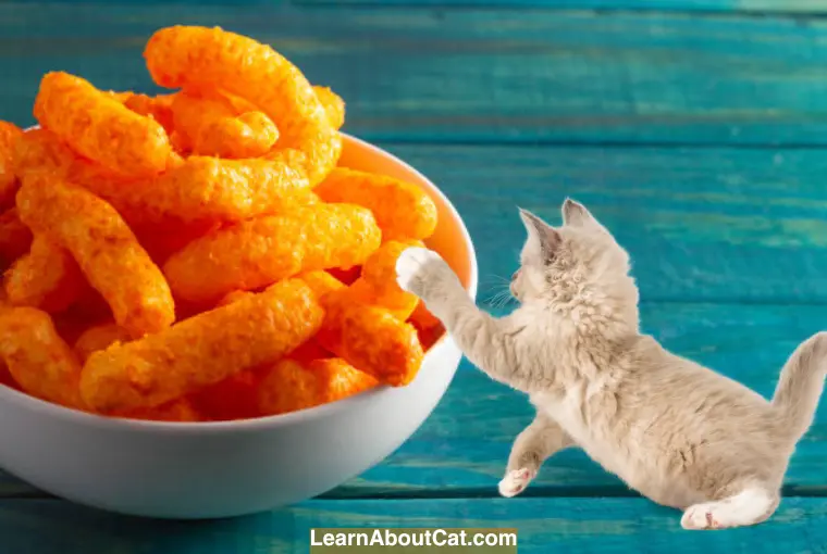 What Should You Do If Your Cat Eats Too Much Hot Cheetos