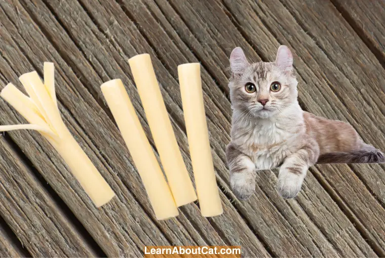 What Should You Do If Your Cat Eats Too Much String Cheese