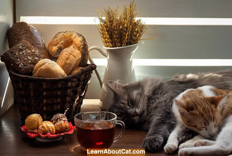 Wheat Products That Cats Should Never Eat