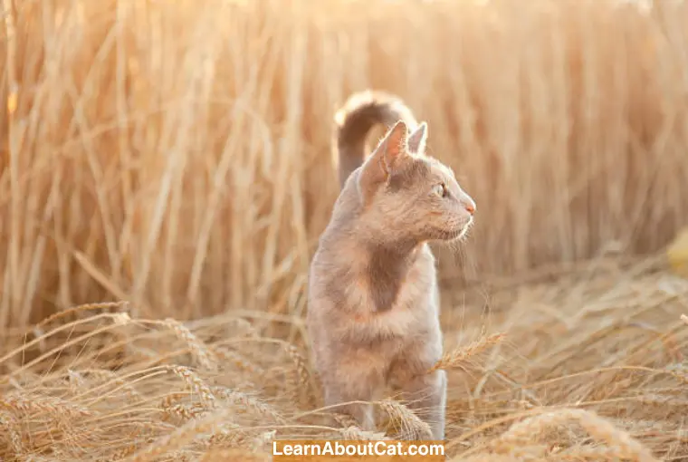 Why Can’t Cats Eat Only Wheat