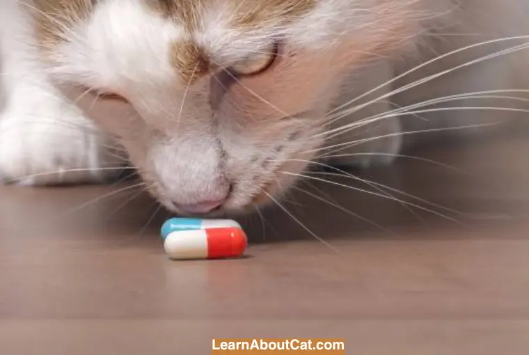Are Birth Control Pills Poisonous - to Cats