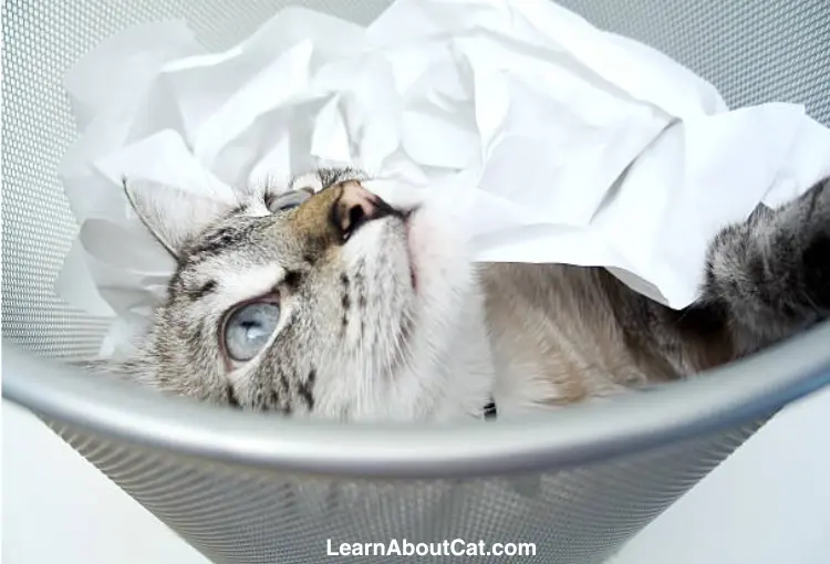 Are Dryer Sheets Poisonous to Cats