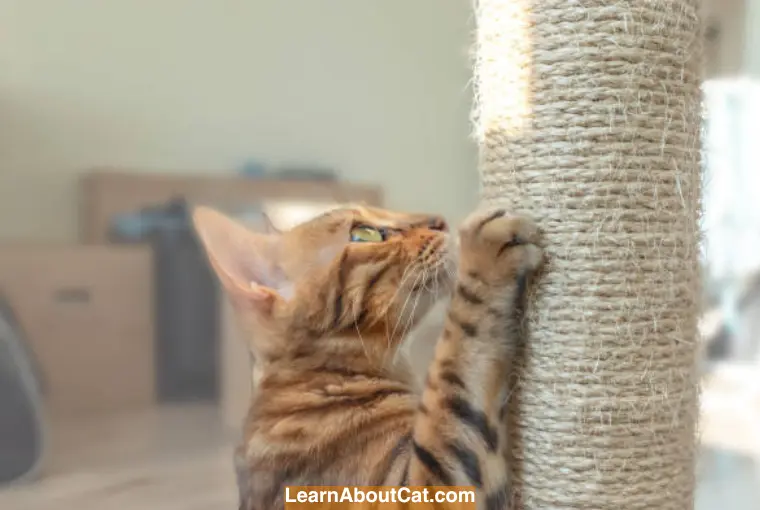 Basic Training for Cats Addressing Common Behavioral Challenges
