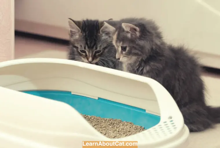 Basic Training for Cats Reinforcing Good Behavior