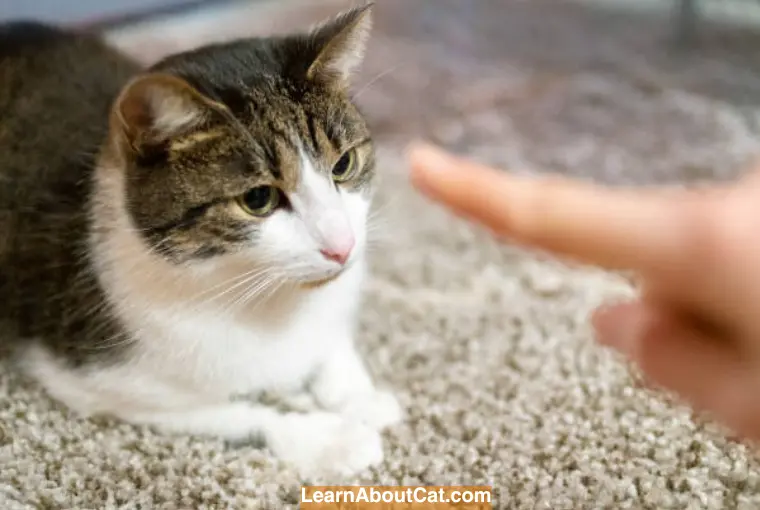 Basic Training for Cats Teaching Essential Skills