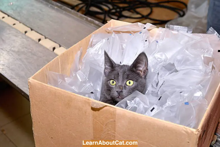 Can Cats Digest Plastic Wrap