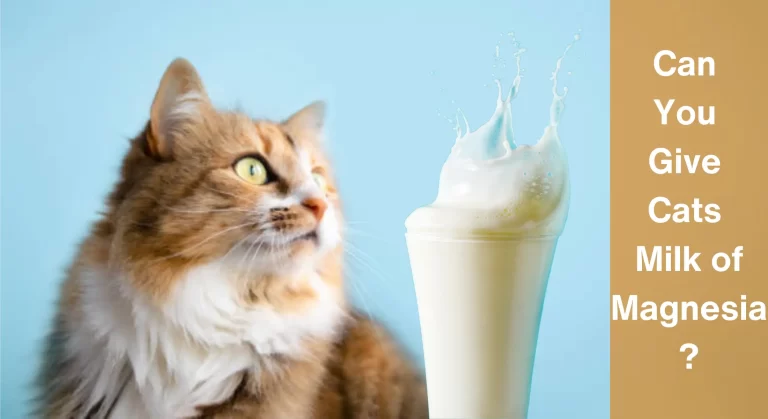 Can You Give Cats Milk of Magnesia? Things You Need To Know