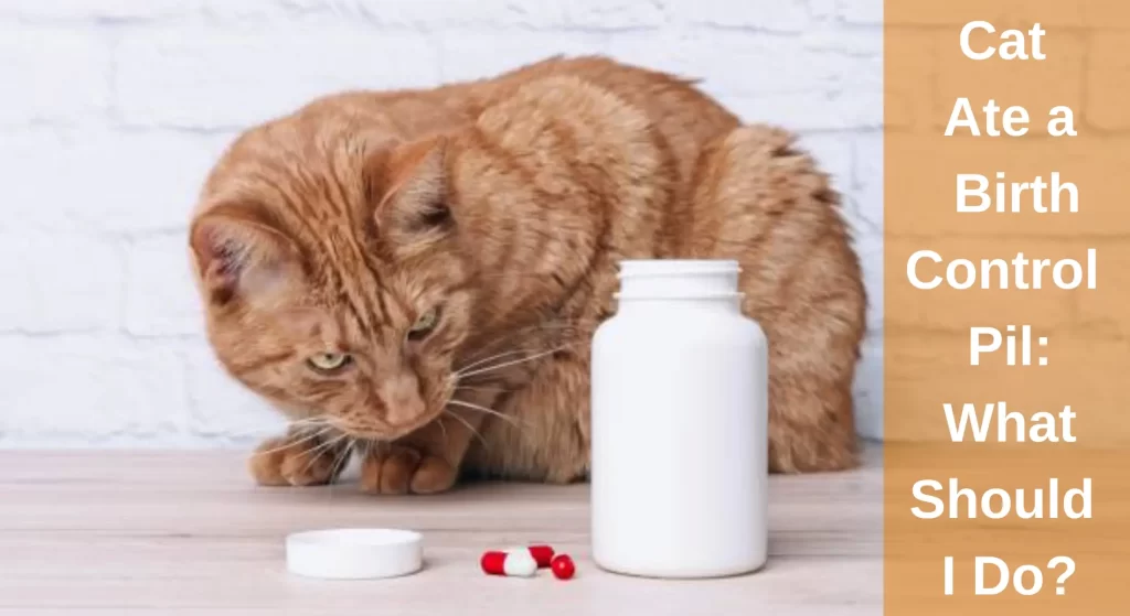 Cat Ate a Birth Control Pill What Should I Do? LearnAboutCat
