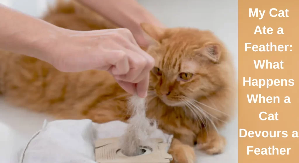 My Cat Ate a Feather What Happens When a Cat Devours a Feather