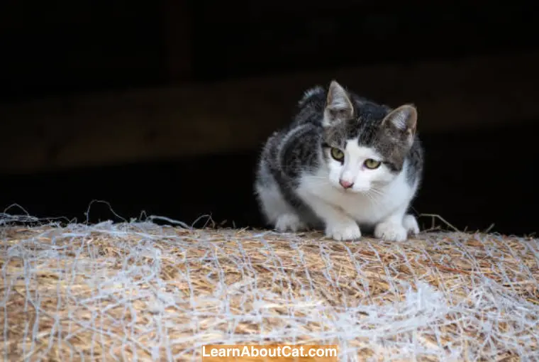 How to Keep Cats Away from Insulation