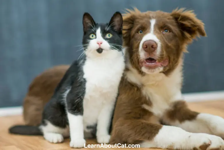 How to Make a Cat and Dog Get Along