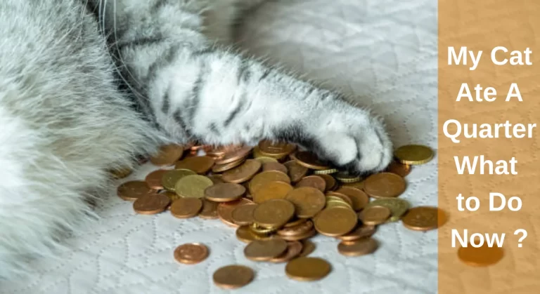 My Cat Ate A Quarter: What to Do Now [Answered]