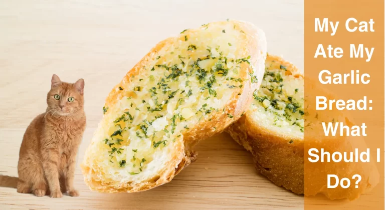 My Cat Ate My Garlic Bread: What Should I Do [Answered]?